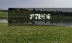 在梦中遇见了神秘的蜥蝪,引发无数疑惑和探究