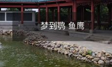 在梦中遇见鹗和鱼鹰:一个奇幻而神秘的夜晚体验