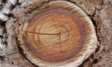 在命理学中,什么是平地木命?据说在哪个月出生最有利?