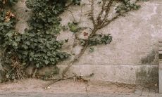 探究壁上土命的寿命预测:根据传统风水,壁上土命几月出生的人有良好命运?