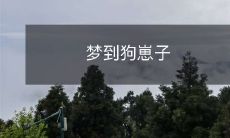 在我的梦中,我看到了一窝可爱的小狗崽子,它们如此天真可爱,令我感到快乐和幸福