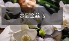 在梦中遇见了迷人的金丝鸟:一场奇妙的幻觉之旅