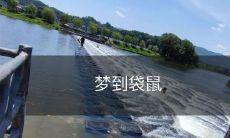 在梦中遇见了袋鼠,被它们带回了神秘的袋鼠世界!