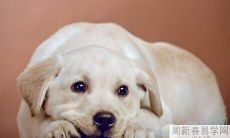 为何在梦中被一只狗咬?其隐含的意义是什么?