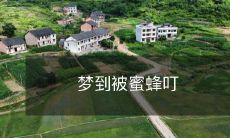 了?如何防止蜜蜂叮咬并避免过敏反应的方法?
