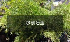 在梦中看到活蹦乱跳的鱼:究竟是什么意义?