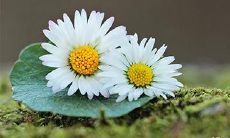 在八字时柱中出现童子煞代表什么意义?童子命代表祖先积德是否成立?