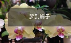 在梦中遇见蝎子：对潜意识的深层分析与意义探究