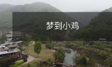 在梦中遇到可爱的小鸡，感受到心灵的触动和生命的奇妙之旅