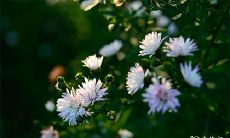 探究八字神煞是否能带来好运:详述四柱神煞中哪些是吉神常驻?