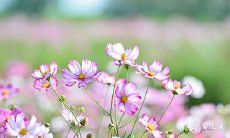 根据八字日支伏吟,配偶势力对婚姻的影响很大?夫妻宫伏吟是否一定导致离婚?