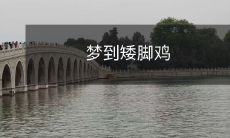 我做了一个梦，在梦中看到了一只身材矮小、毛色夺目的可爱小鸡——我的梦境中的矮脚鸡！