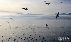 1965年出生的人属于什么生肖?他们的命运如何被蛇所主宰?