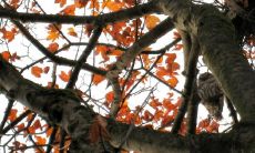 2023年正月初十出生的属相及性格特征分析与比较:以大年初十出生者为例