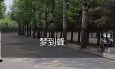 袭人的美好之夜：沉浸在梦中，惊醒于「梦中有蜜蜂，醒来依然残留」的奇妙体验