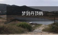 梦见丹顶鹤:探讨梦境中灵兽形象的文化解析和精神启示