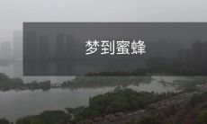 在睡梦之中遇见了忙碌的小蜜蜂们:温馨、快乐和刺痛的一夜