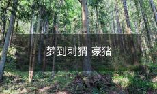 公主与刺猬豪猪的梦幻故事：一场奇妙的遇见与生命的启示