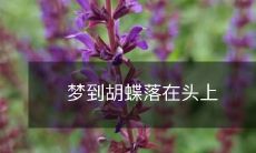 梦中惊鸿一瞥:冥想中胡蝶轻盈舞动,耳畔飞舞之声凝成实态,惟独碰触真实的瞬间,一只胡蝶轻轻落在我的发际,那一瞬似乎穿越了时间与空间的迷宫,让我难忘度一生的奇妙体验