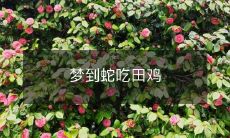 睡眠时做梦,想象中长蛇猎食着小田鸡的场景