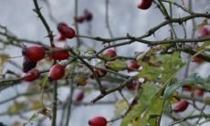 拥有石榴木命的人最害怕的命理特征是什么?