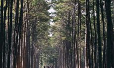 大林木为什么命硬且适合晚婚这一说法是否属实?