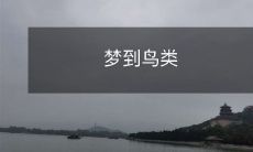 在梦中遇见缤纷羽翼的鸟类世界，探寻其神秘魅力与生命力的奥秘