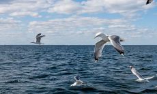 在1983年,若大海水命缺少黄金佩戴品,那么哪些宝石和珠宝物品可能会适合呢?