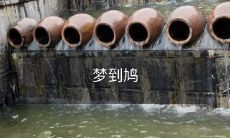 梦见了一只美丽的鸠鸟,在梦中与它的奇妙交互经历,唤起了我心中关于自然与美的刻骨铭心的感悟