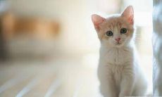 做梦梦见猫,到底预示着什么?会出现哪些迹象?