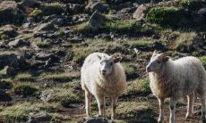 属于属羊生肖的人们有望在2023年的金榜题名中迎来大喜事!