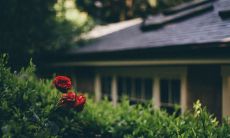 预测2023狗年生肖运势:桃花运看涨,旺盛程度超出预期