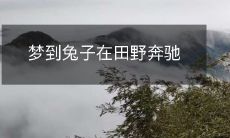 在清晨擦亮的田野上，梦到兔子奔跑的景象在幻想中展现出来