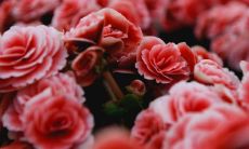 2023年厄运全无!属马人的事业发展将突飞猛进,取得巨大成就!