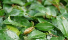 2023年属羊人生肖运势不济:忙碌生活与艰难挣钱之路