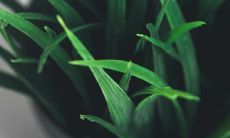 2023年哪个生肖能获得好命?据说属猪的人家业将大吉大利