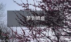 在我入眠的夜晚,惊喜不断的梦境中,我竟偶然梦到了优美的鳟鱼游动在清澈的水中!