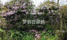 我在梦中遇到了一只优美的白颈鸦:探究梦境中神秘动物的象征意义与隐含信息