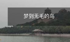 在梦中目睹身披光滑无毛羽毛的神奇鸟儿的奇妙经历