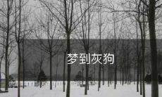 在梦中遇见了一只灰色的狗,让我想起了过去的回忆和未来的可能性