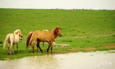 2023年2月15日属马人的运势正能量爆棚,专注追求目标不分心才能获得成功与好运!