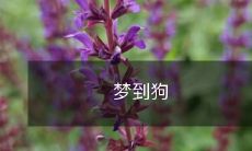 在梦中遇到了一只可爱的小狗，它们软绵绵的身躯、热情的舔脸和忠诚的眼神让你感到无比的幸福和安心