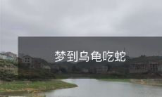 惊险缠绕!夜梦乌龟捕食毒蛇的惊心体验