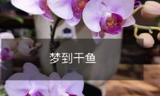 梦见捕鱼、烤鱼、吃鱼、卖鱼、交易鱼,种种与干鱼相关的活动缠绵梦境之中