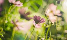 为什么只有清明节气可以放假?清明是节日还是节气?