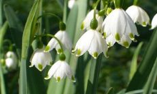 清明节:探究其身份是气节还是日节,并了解其中的丰富风俗习惯