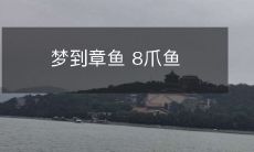 我梦到了一只拥有8只触手的章鱼