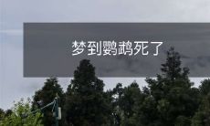 我做了一个梦,在梦中我看到了鹦鹉死去的场景