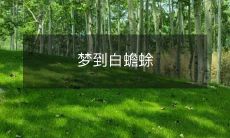 在梦中遇见神秘的白蟾蜍,它究竟代表着什么寓意?