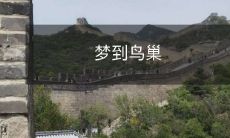 梦到鸟巢